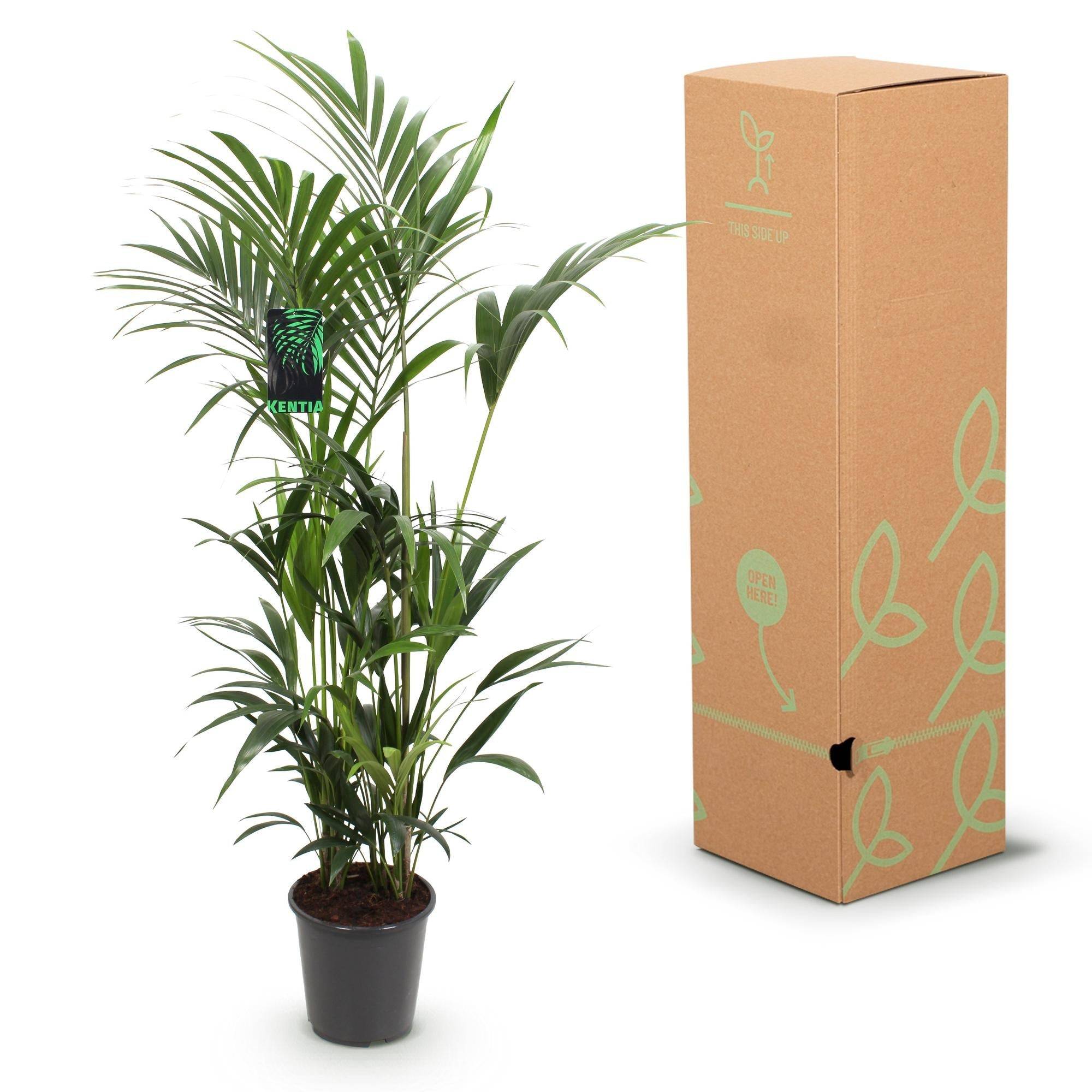 La Green Touch - Palmier Kentia Forsteriana - D27 H170cm - Image 6
