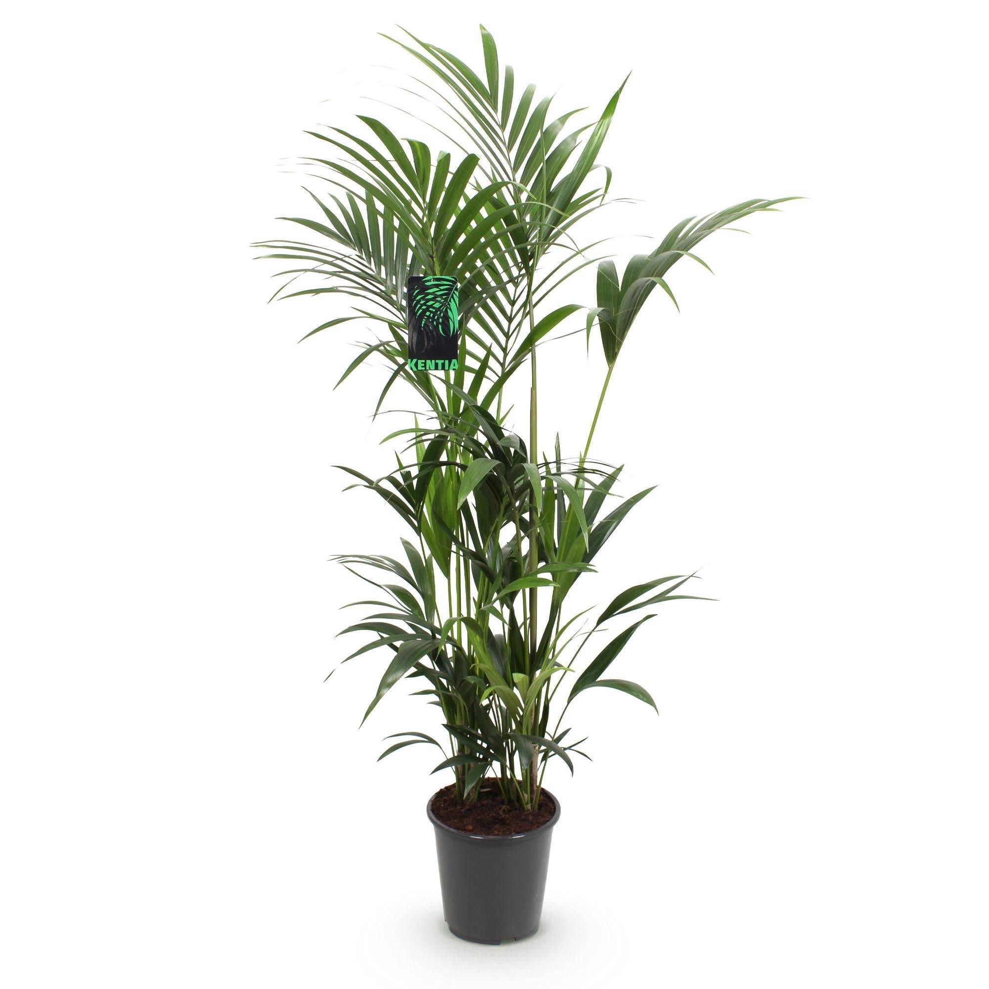 La Green Touch - Palmier Kentia Forsteriana - D27 H170cm - Image 3