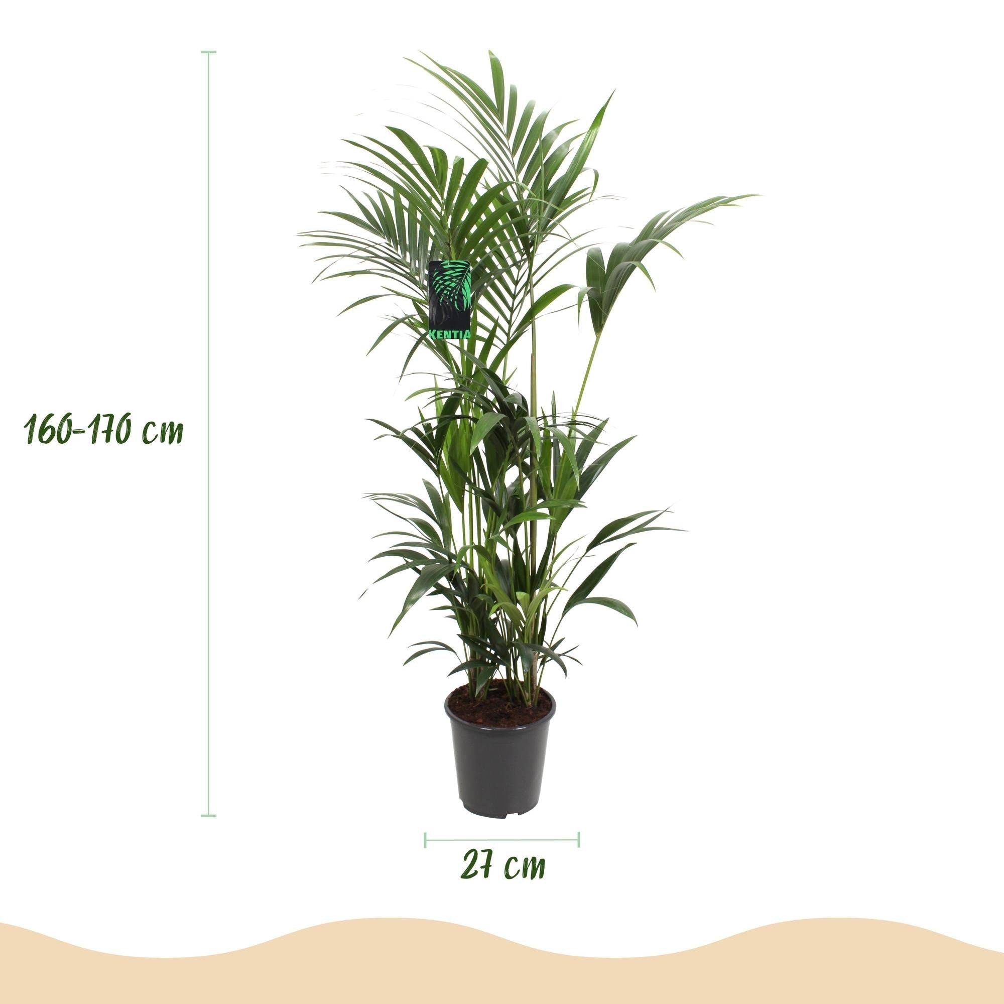 La Green Touch - Palmier Kentia Forsteriana - D27 H170cm - Image 4