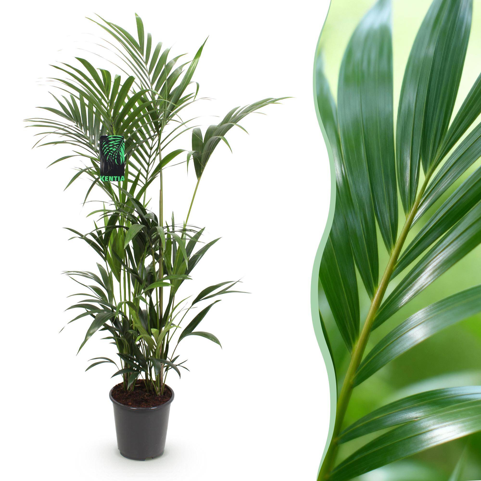 La Green Touch - Palmier Kentia Forsteriana - D27 H170cm - Image 2