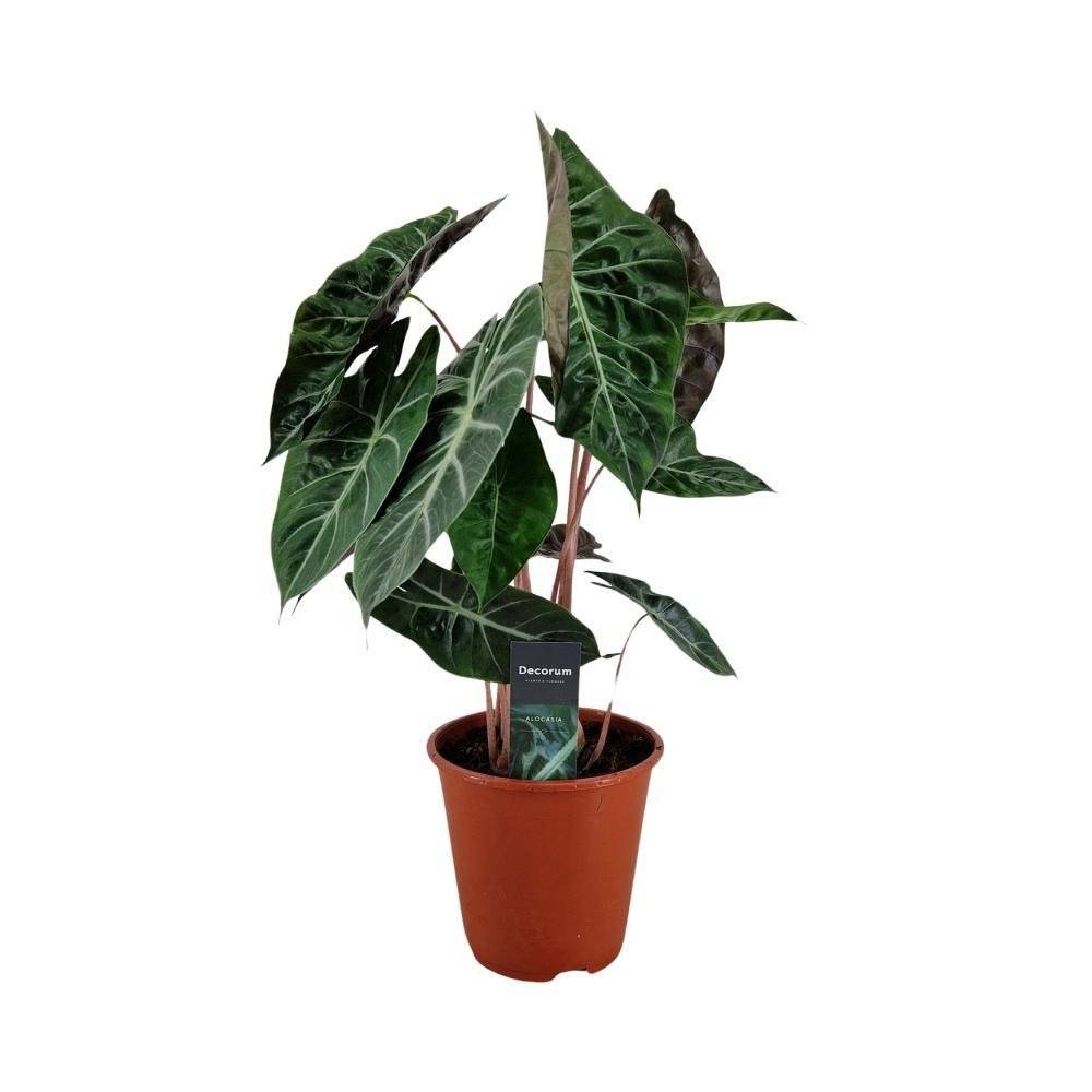 La Green Touch - Alocasia Pink Dragon 75cm - Plante d'intérieur- La Green Touch - Imagen 4