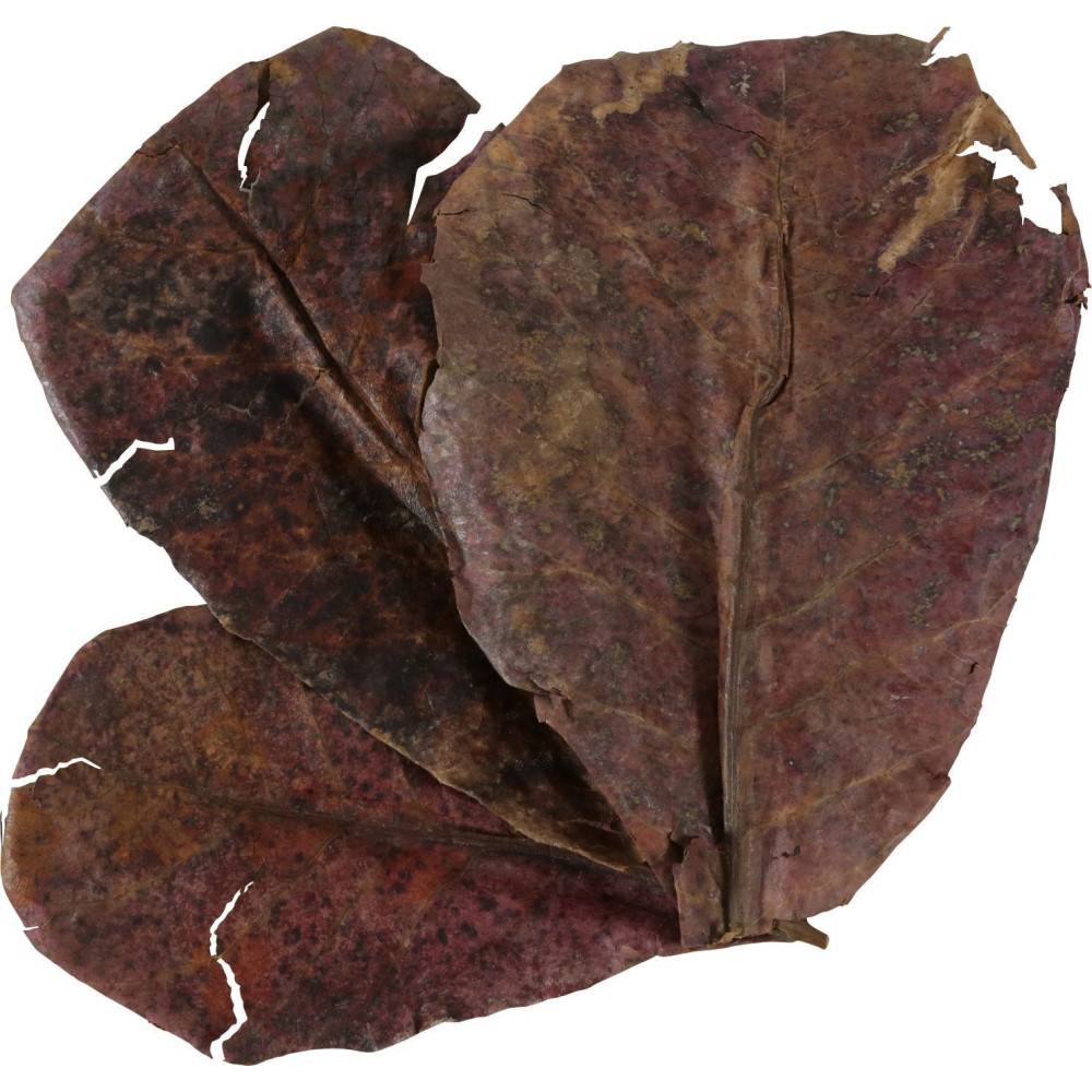 Zolux - Catappa lot de 14 feuilles de badamier de plus de 20 cm - Image 1
