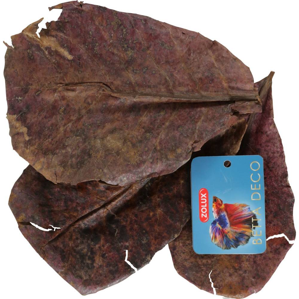 Zolux - Catappa lot de 14 feuilles de badamier de plus de 20 cm - Image 4