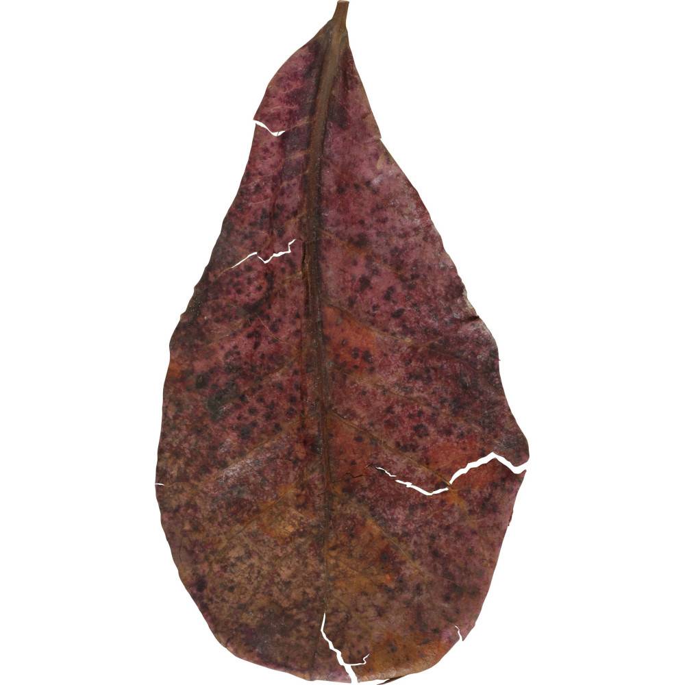 Zolux - Catappa lot de 14 feuilles de badamier de plus de 20 cm - Image 2
