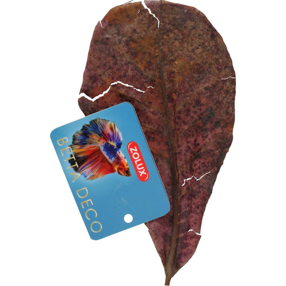 Zolux - Catappa lot de 14 feuilles de badamier de plus de 20 cm - Imagen 3