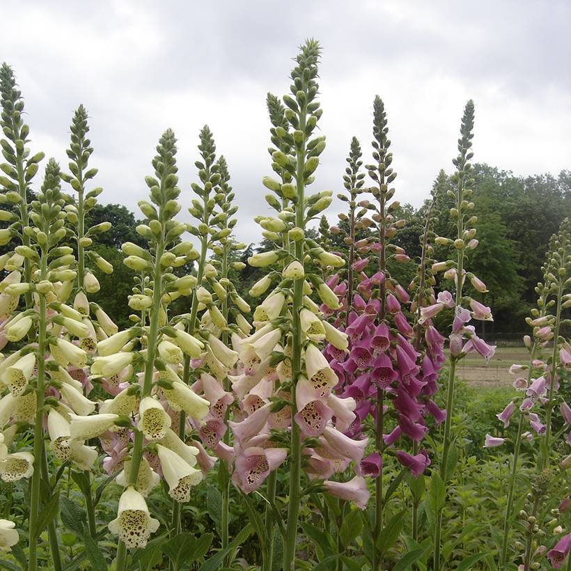 Graines de Digitale Foxy Mix - Digitalis purpurea le sachet de 2550 graines environ (0,3g)