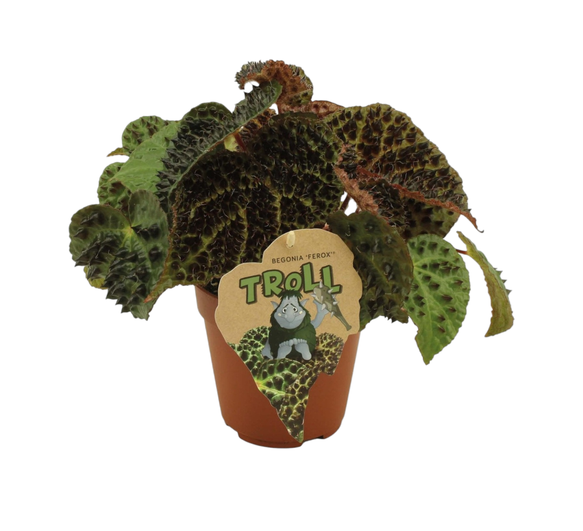 La Green Touch - Begonia Rex Ferox 25cm - Plante d'intérieur- La Green Touch - Imagen 1