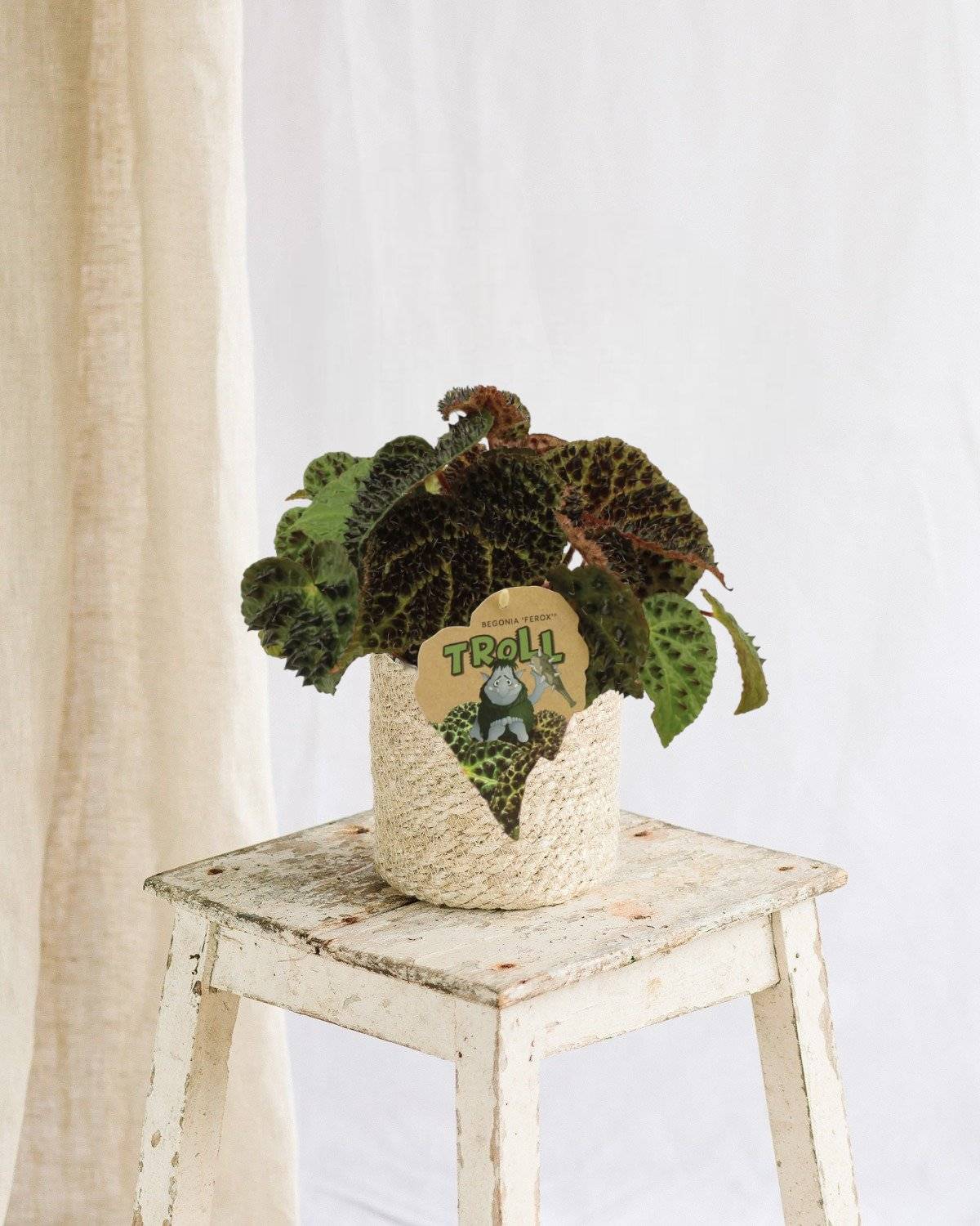 La Green Touch - Begonia Rex Ferox 25cm - Plante d'intérieur- La Green Touch - Imagen 2