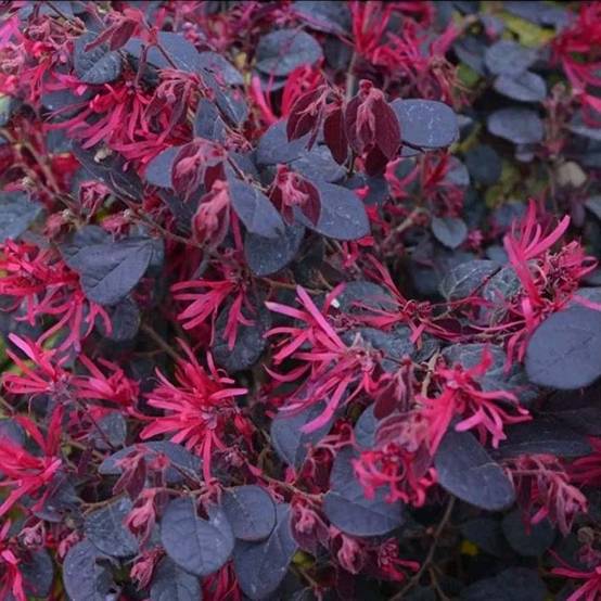 Loropetalum chinense Black Pearl Pot de 3L/4L