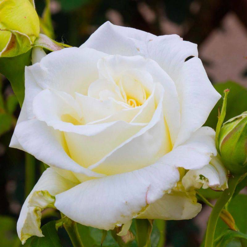 Rosier 'Jean Paul ll' - Conteneur 3L - Pépinières Naudet