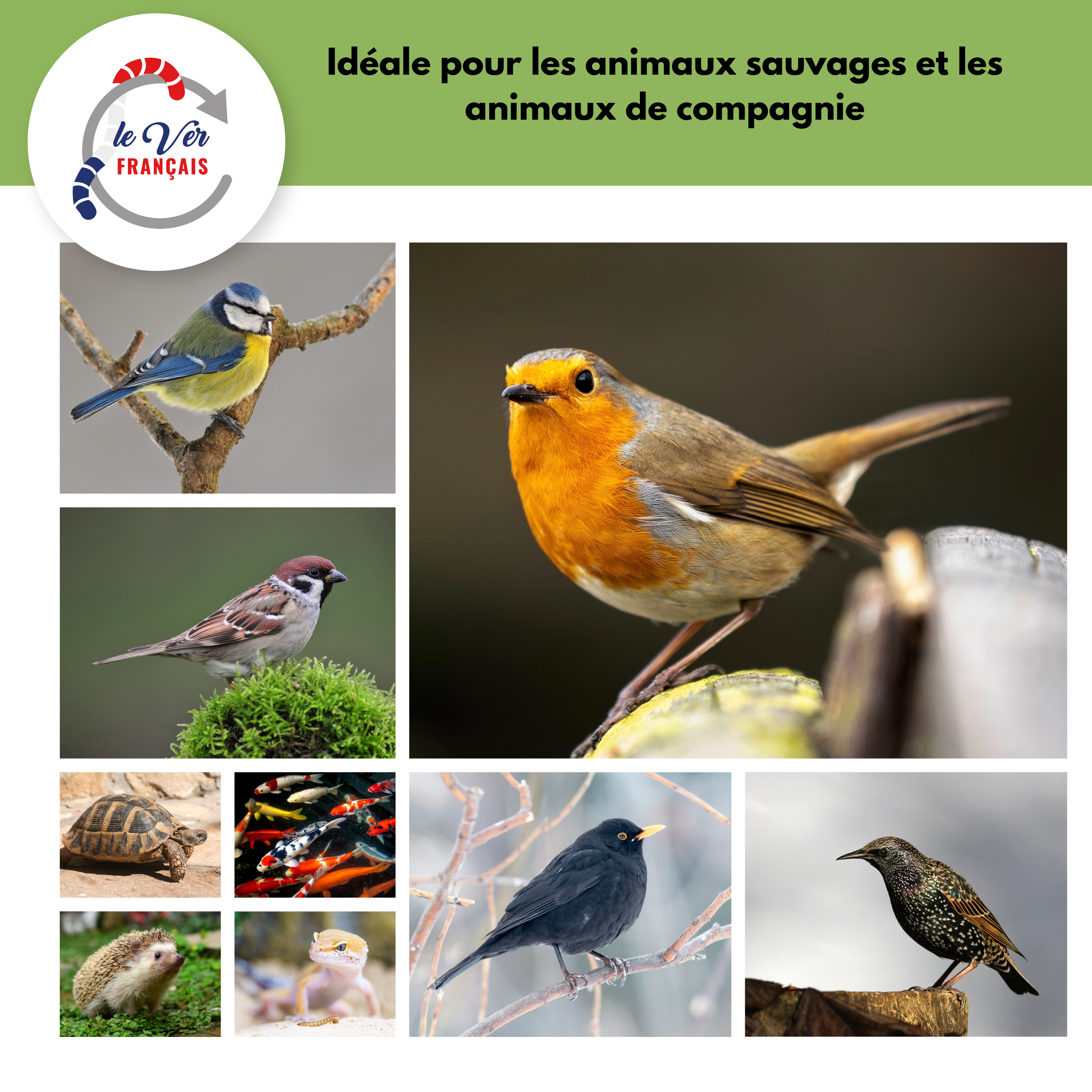 Vers de farine déshydratés 2kg - Le Ver Français - Imagen 6