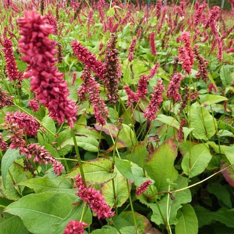 Renouée - Persicaria amplexicaulis Dikke Floskes Godet de 8/9 cm