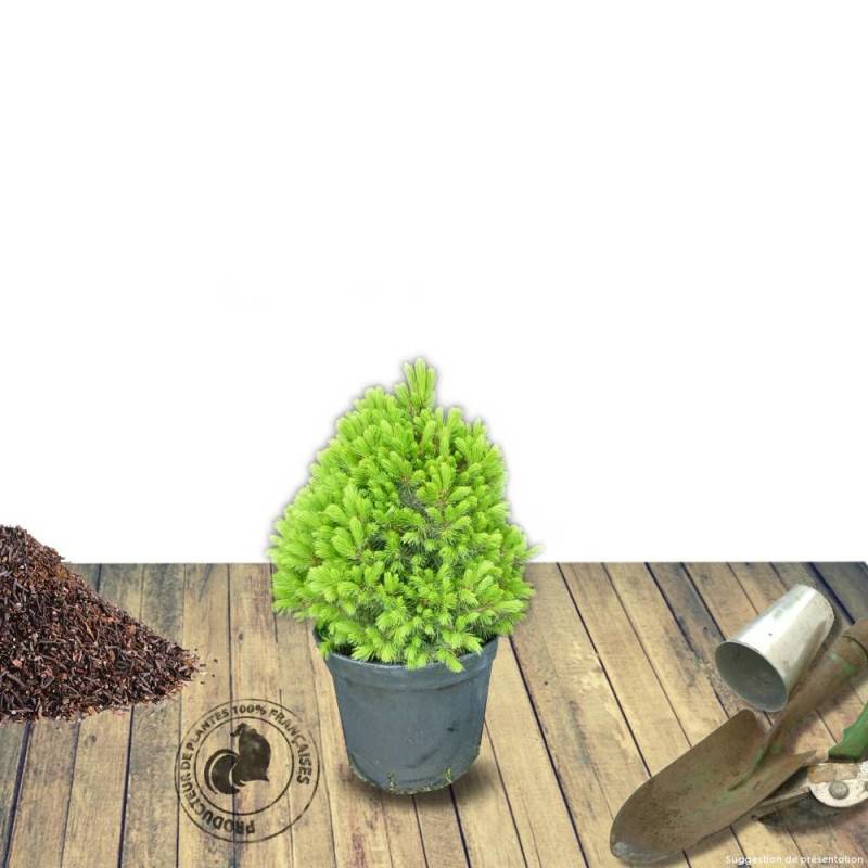 Épinette blanche Conica, Picea - Pot de 12L - 40/60 cm - Image 8