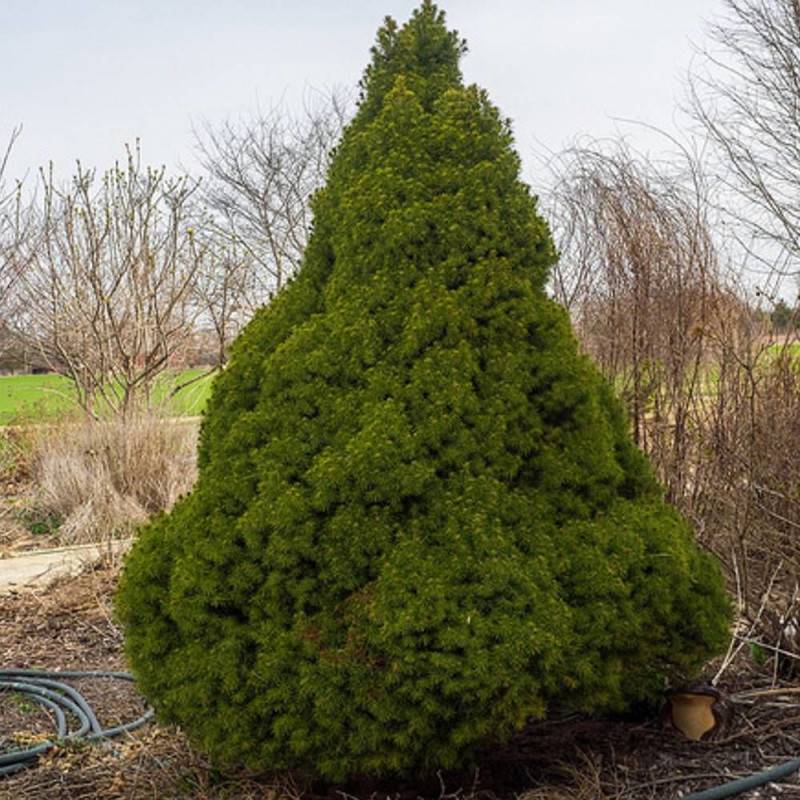Épinette blanche Conica, Picea - Pot de 12L - 40/60 cm - Image 1