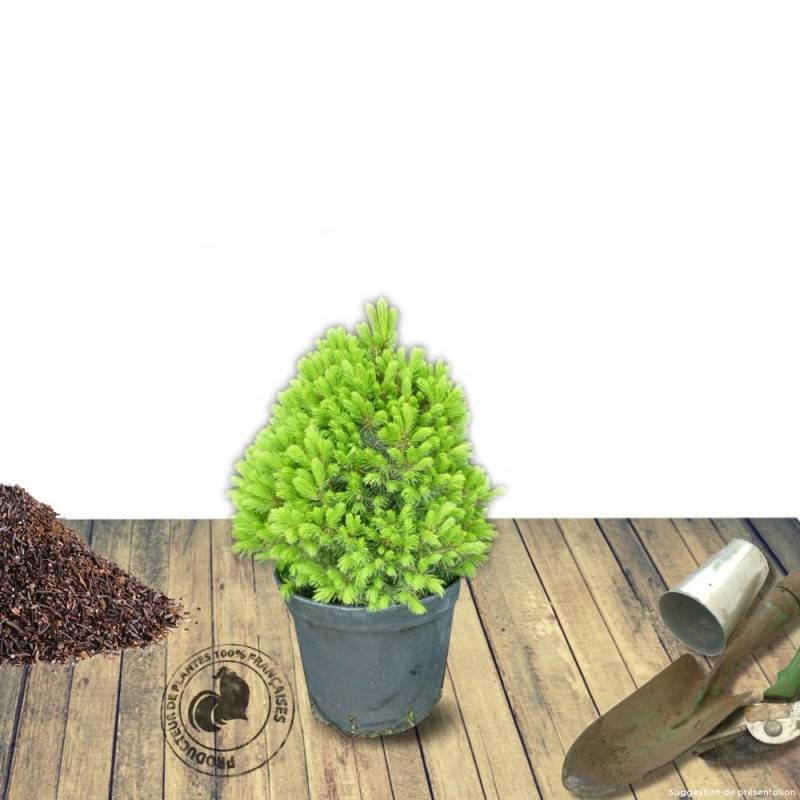 Épinette blanche Conica, Picea - Pot de 12L - 40/60 cm - Image 9