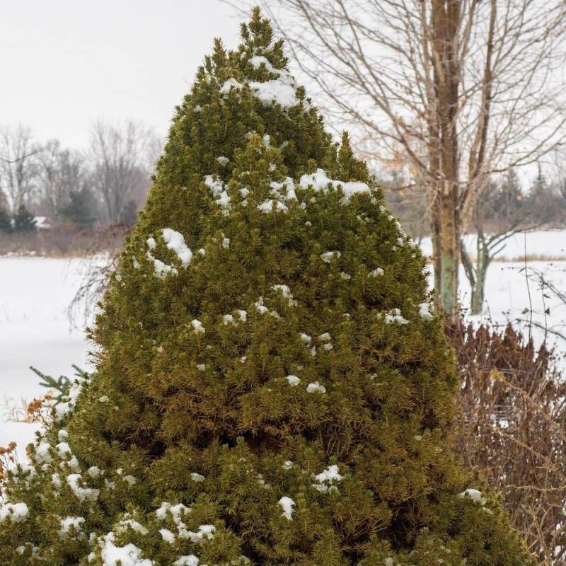 Épinette blanche Conica, Picea - Pot de 12L - 40/60 cm - Image 5