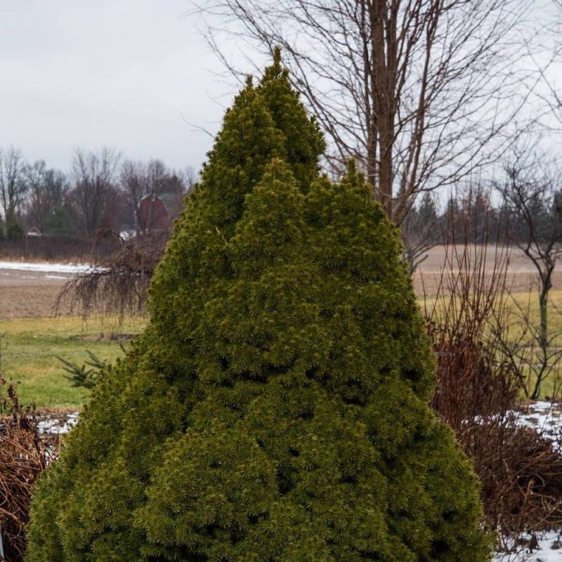 Épinette blanche Conica, Picea - Pot de 12L - 40/60 cm - Image 6