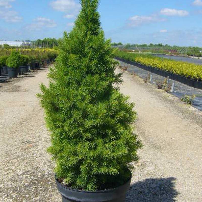 Épinette blanche Conica, Picea - Pot de 12L - 40/60 cm - Image 7