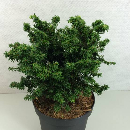 Promesse de Fleurs - Pruche du Canada - Tsuga canadensis Jervis Pot de 7,5L/10L - Image 1