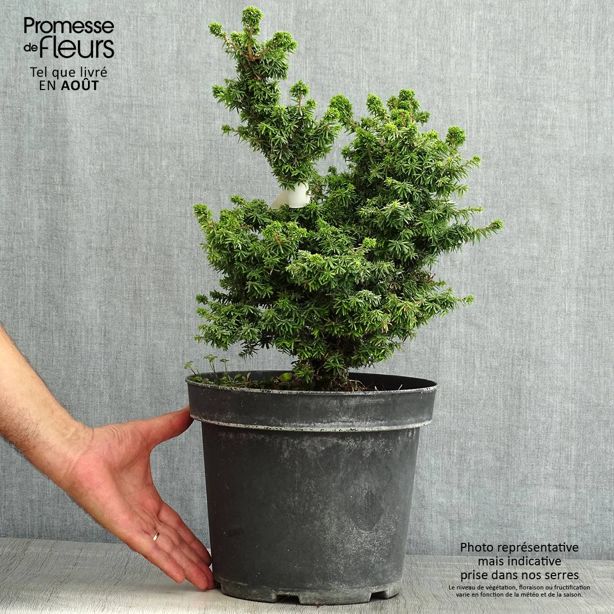 Promesse de Fleurs - Pruche du Canada - Tsuga canadensis Jervis                          Pot de 7,5L/10L - Image 2