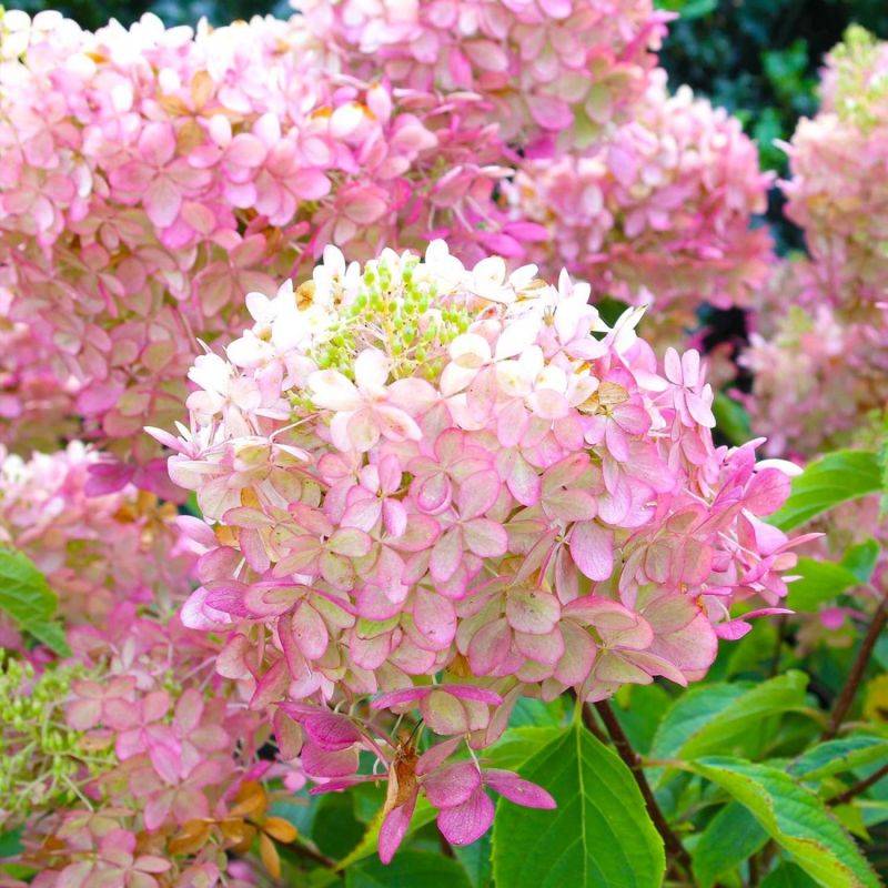 Hortensia Paniculé 'Pink Diamond' (Hydrangea Paniculata 'Pink Diamond') - Godet - Taille 13/25cm - Pépinières Naudet - Image 1