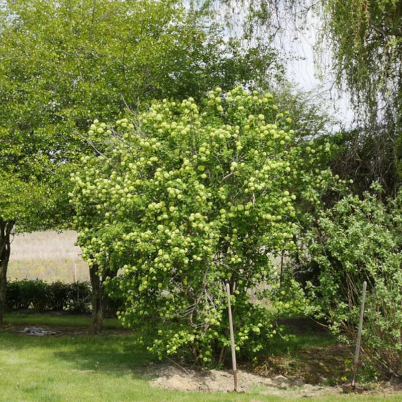Viorne boule de neige, Viburnum à fleurs Blanche - feuillage Caduc - Pot de 7,5L - 60/80 cm-  hauteur à maturité De 1,50 m à 2,00 m - Imagen 4