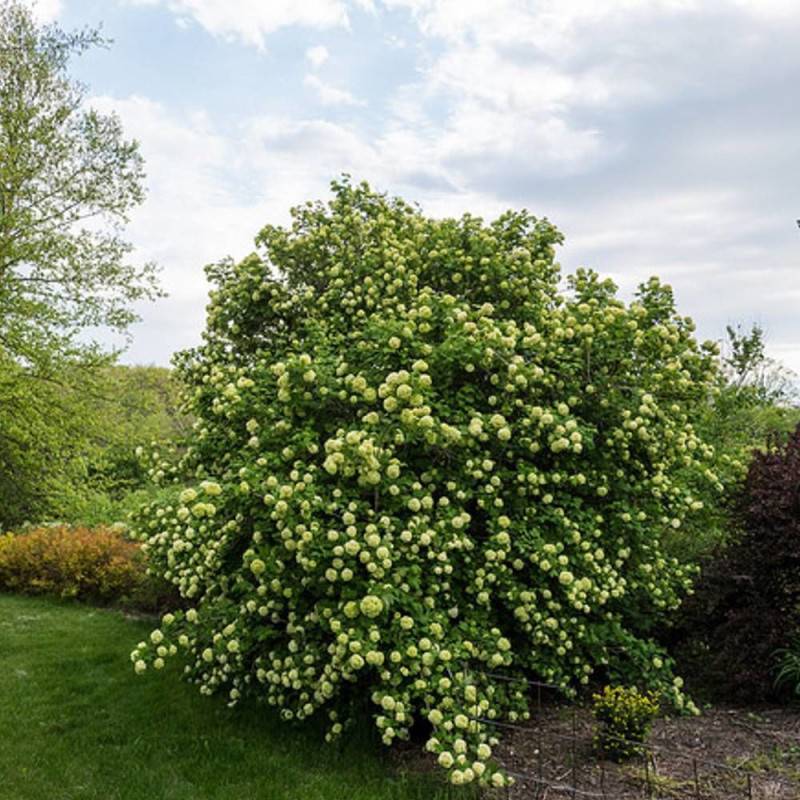Viorne boule de neige, Viburnum à fleurs Blanche - feuillage Caduc - Pot de 7,5L - 60/80 cm-  hauteur à maturité De 1,50 m à 2,00 m - Imagen 1