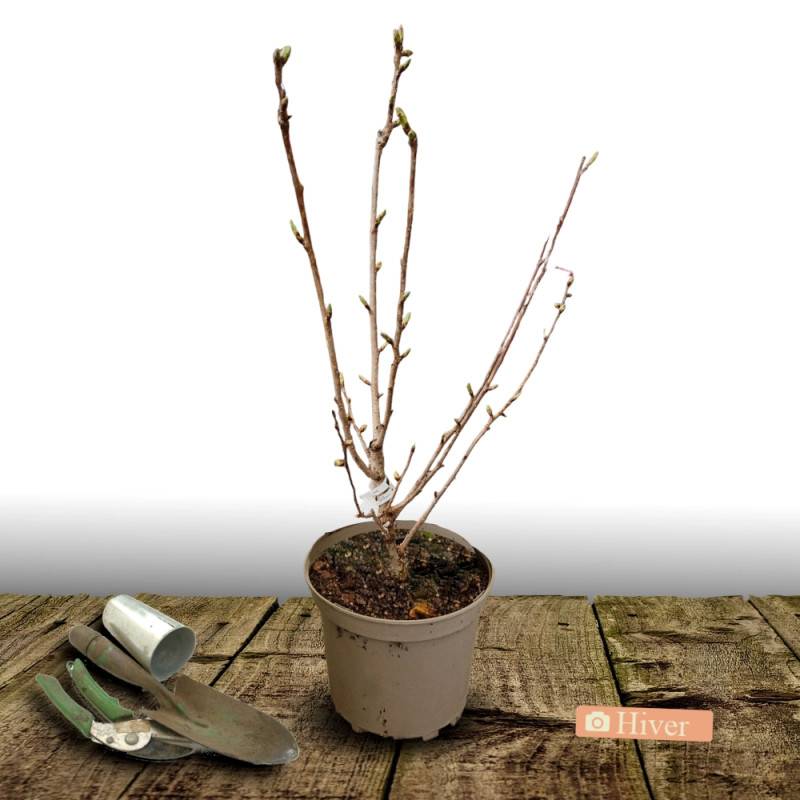 Viorne boule de neige, Viburnum à fleurs Blanche - feuillage Caduc - Pot de 7,5L - 60/80 cm-  hauteur à maturité De 1,50 m à 2,00 m - Imagen 2