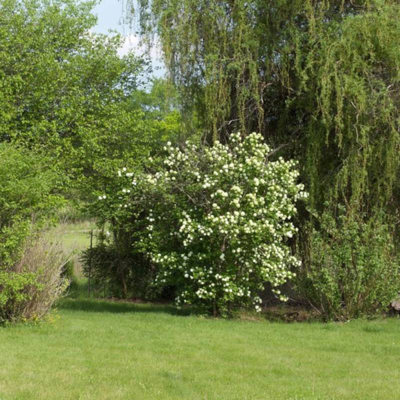Viorne boule de neige, Viburnum à fleurs Blanche - feuillage Caduc - Pot de 7,5L - 60/80 cm-  hauteur à maturité De 1,50 m à 2,00 m - Imagen 7