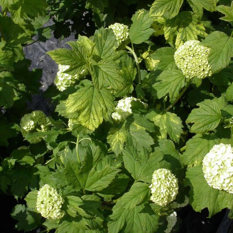 Viorne boule de neige, Viburnum à fleurs Blanche - feuillage Caduc - Pot de 7,5L - 60/80 cm-  hauteur à maturité De 1,50 m à 2,00 m - Imagen 3