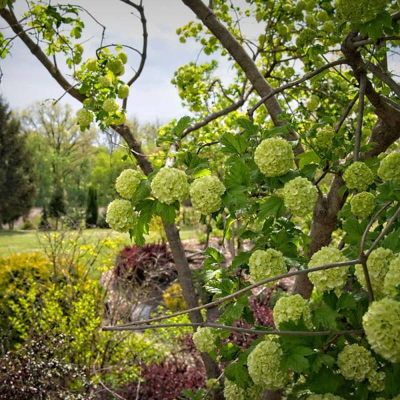 Viorne boule de neige, Viburnum à fleurs Blanche - feuillage Caduc - Pot de 7,5L - 60/80 cm-  hauteur à maturité De 1,50 m à 2,00 m - Imagen 5
