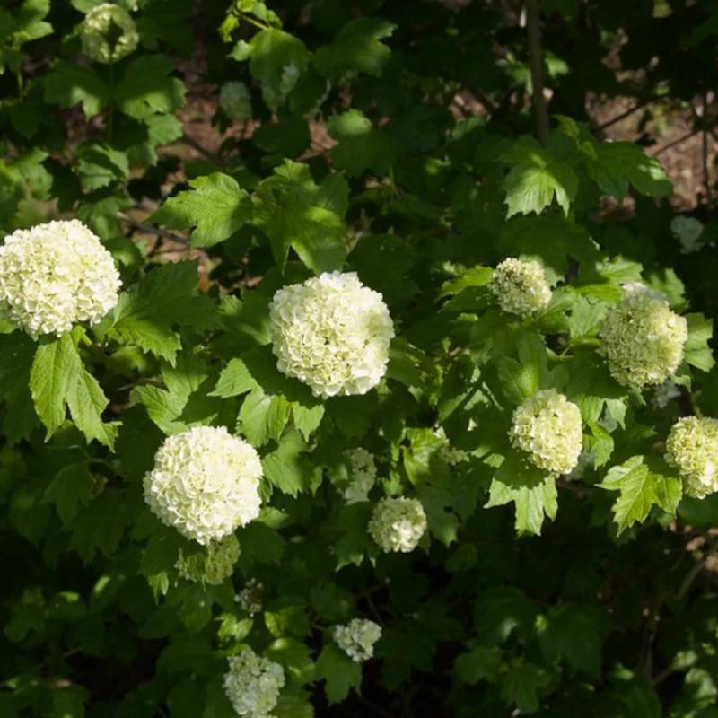 Viorne boule de neige, Viburnum à fleurs Blanche - feuillage Caduc - Pot de 7,5L - 60/80 cm-  hauteur à maturité De 1,50 m à 2,00 m - Imagen 6