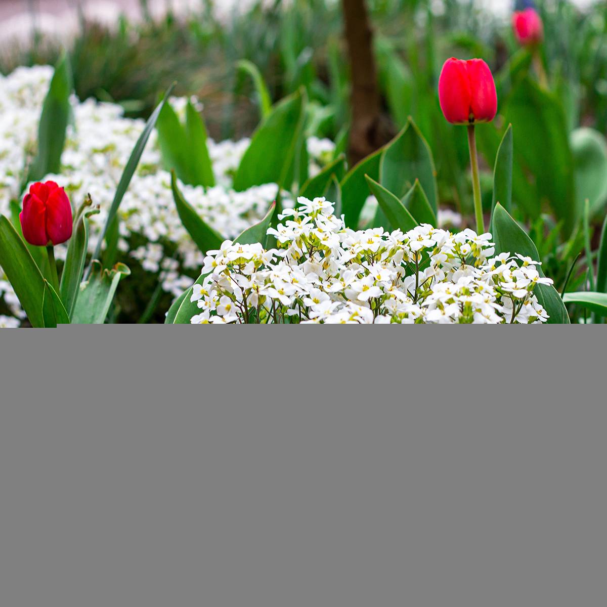 Arabis caucasica Snowball - Corbeille d'argent Godet de 8/9 cm