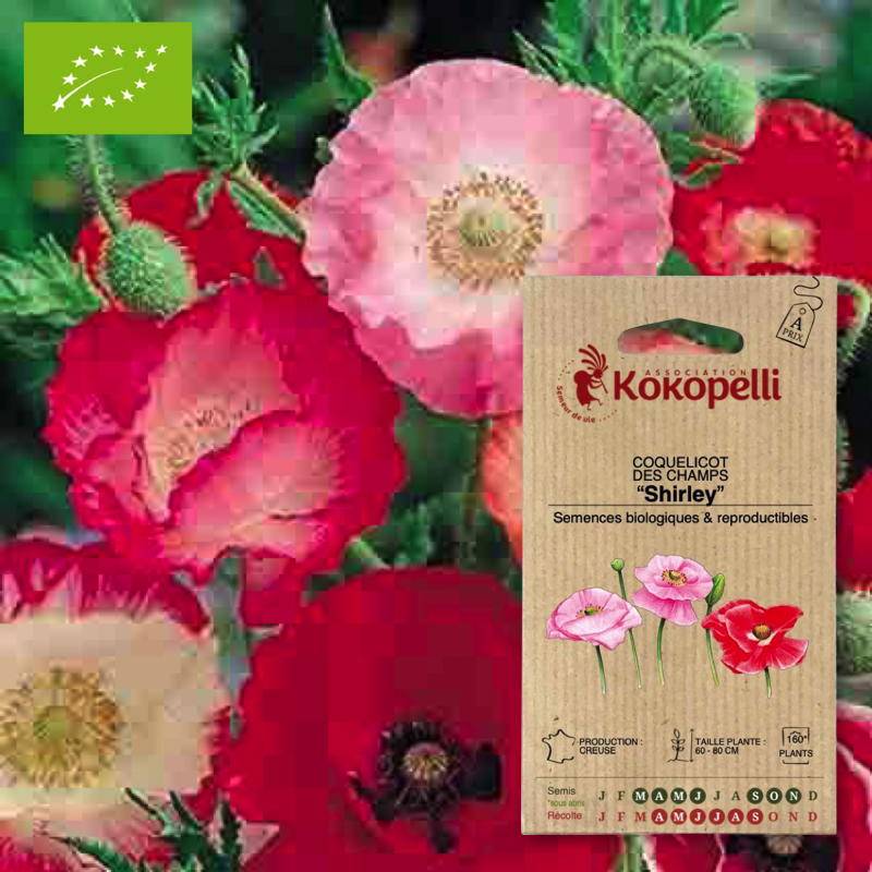 Coquelicot Shirley- Graines bio à semer - Imagen 1