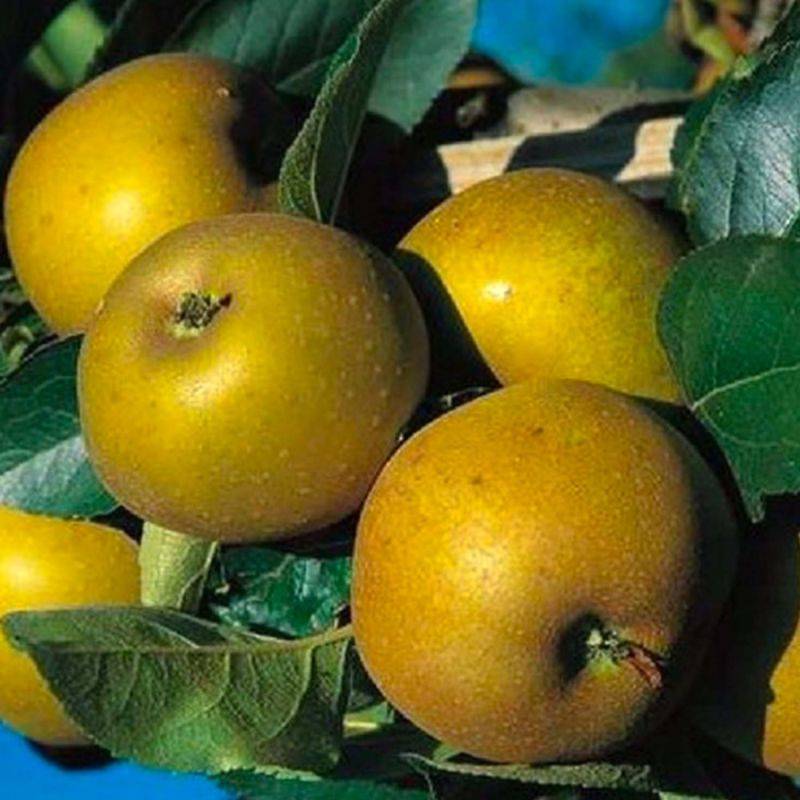 Pommier 'Reinette Grise du Canada' (Malus domestica 'Reinette Grise du Canada') - Scion de 100cm - Pépinières Naudet - Imagen 1