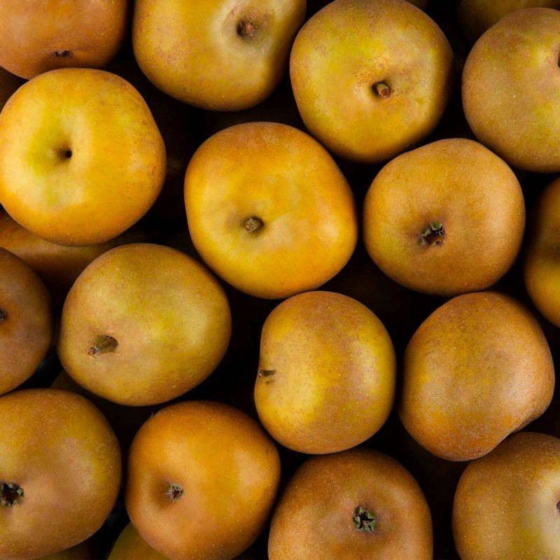 Pommier 'Reinette Grise du Canada' (Malus domestica 'Reinette Grise du Canada') - Scion de 100cm - Pépinières Naudet - Imagen 2