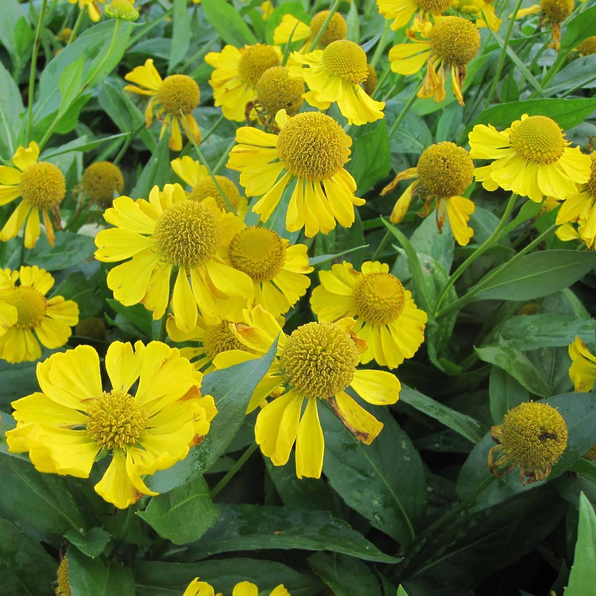Promesse de Fleurs - Hélénium Tijuana Brass - Hélénie jaune d'or Godet de 8/9 cm