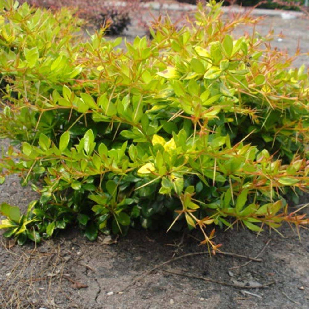 Berberis media Dual Jewel – Epine vinette Pot de 2L/3L - Image 1