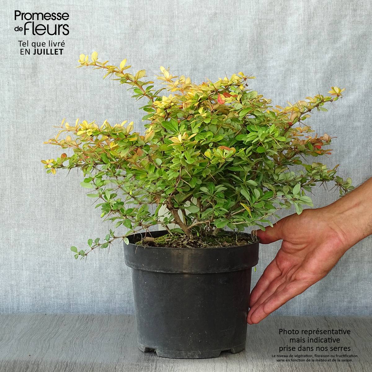 Berberis media Dual Jewel – Epine vinette Pot de 2L/3L - Image 2