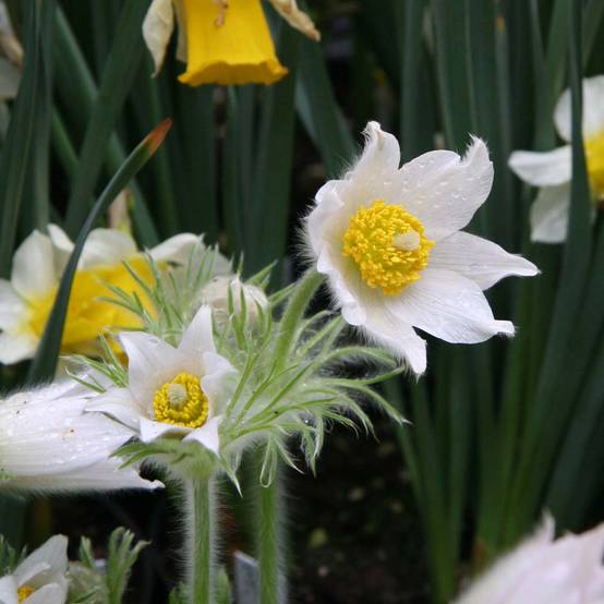 Pulsatilla vulgaris Alba - Anémone pulsatille Godet de 7/8 cm
