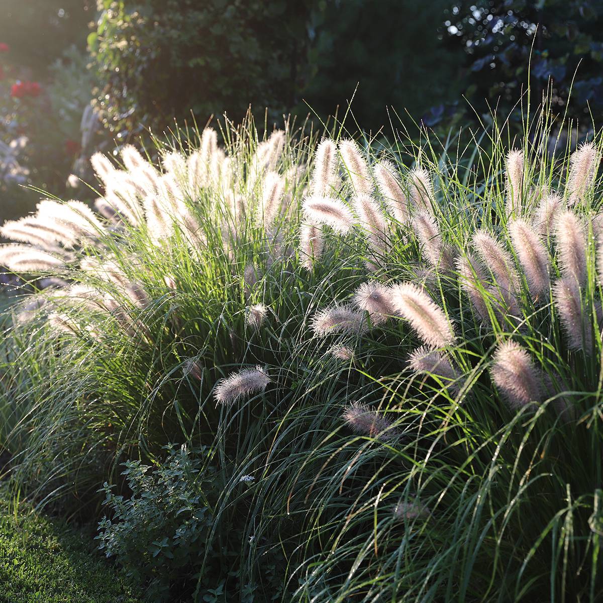 Promesse de Fleurs - Pennisetum alopecuroides Piglet - Herbe aux écouvillons Godet de 8/9 cm