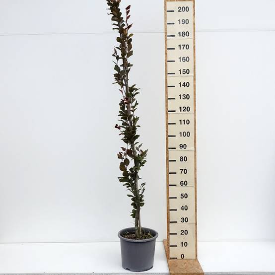Fagus sylvatica Dawyck Purple - Hêtre fastigié pourpre Pot de 12L/15L - Image 2