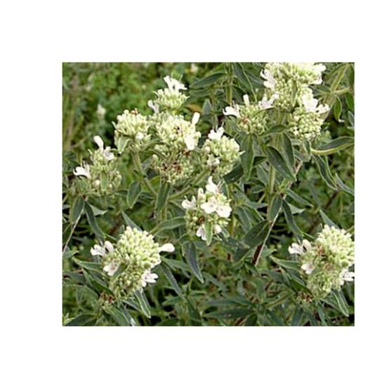 Menthe des montagnes d'Amérique - Pycnanthemum pilosum Godet de 8/9 cm