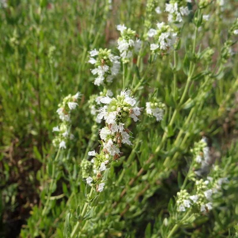 Hysope blanche à fleurs Blanche - feuillage Caduc - Godet - 5/20 cm-  hauteur à maturité De 0,15 m à 0,50 m - Imagen 1