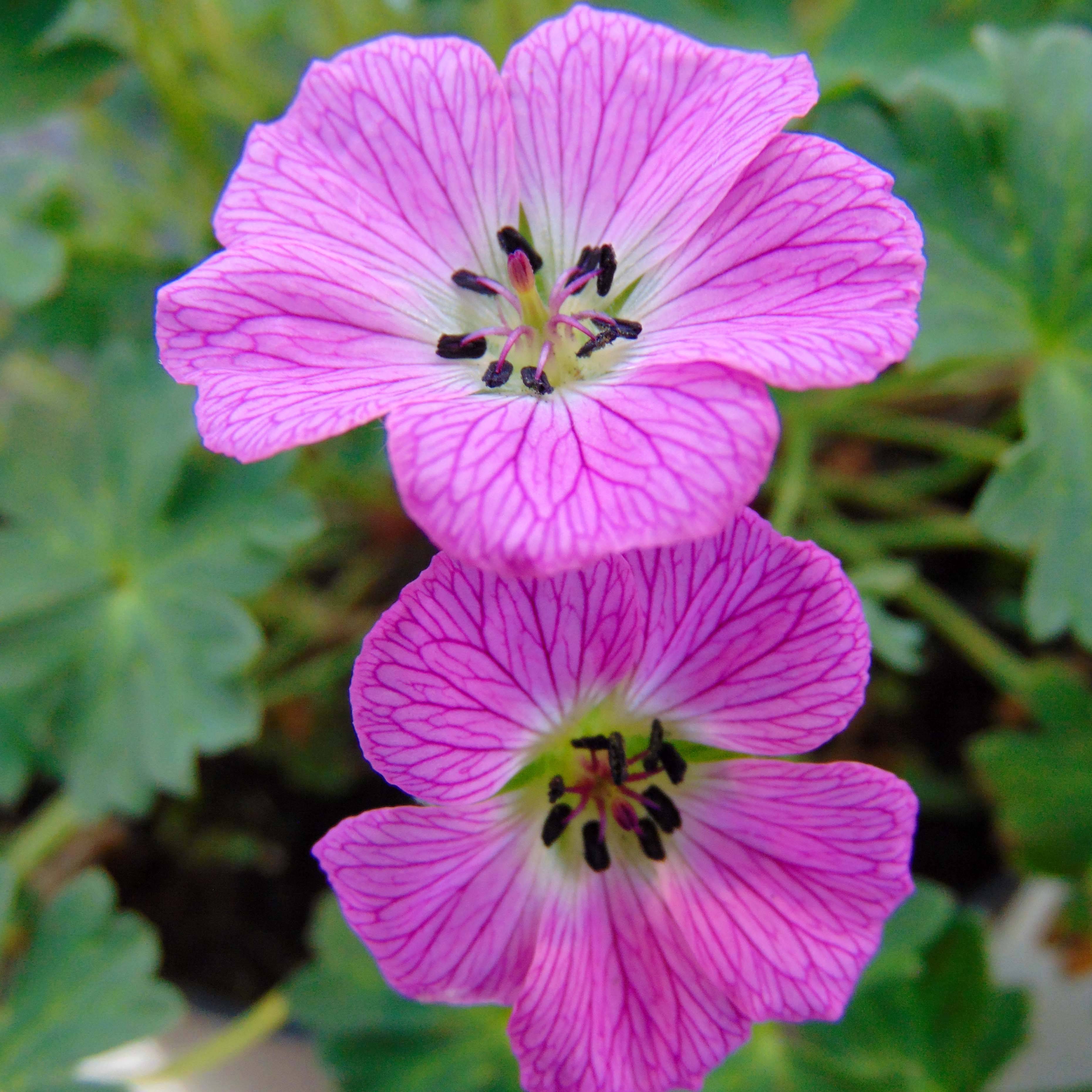 Geranium vivace cinereum Jolly Jewel Pink Godet de 8/9 cm - Jardiland