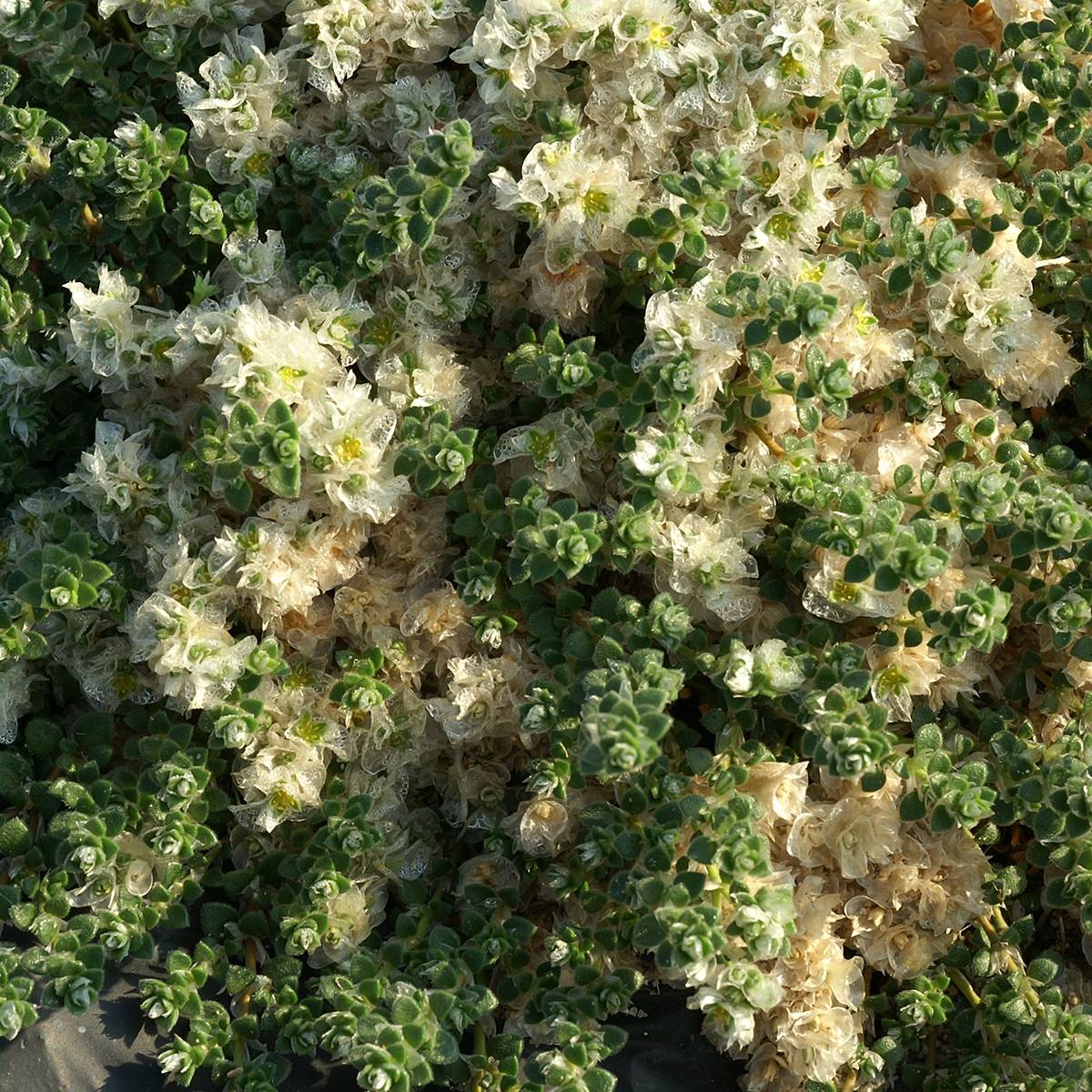 Paronychia kapela ssp. serpyllifolia - Paronyque à feuilles de serpolet Godet de 8/9 cm