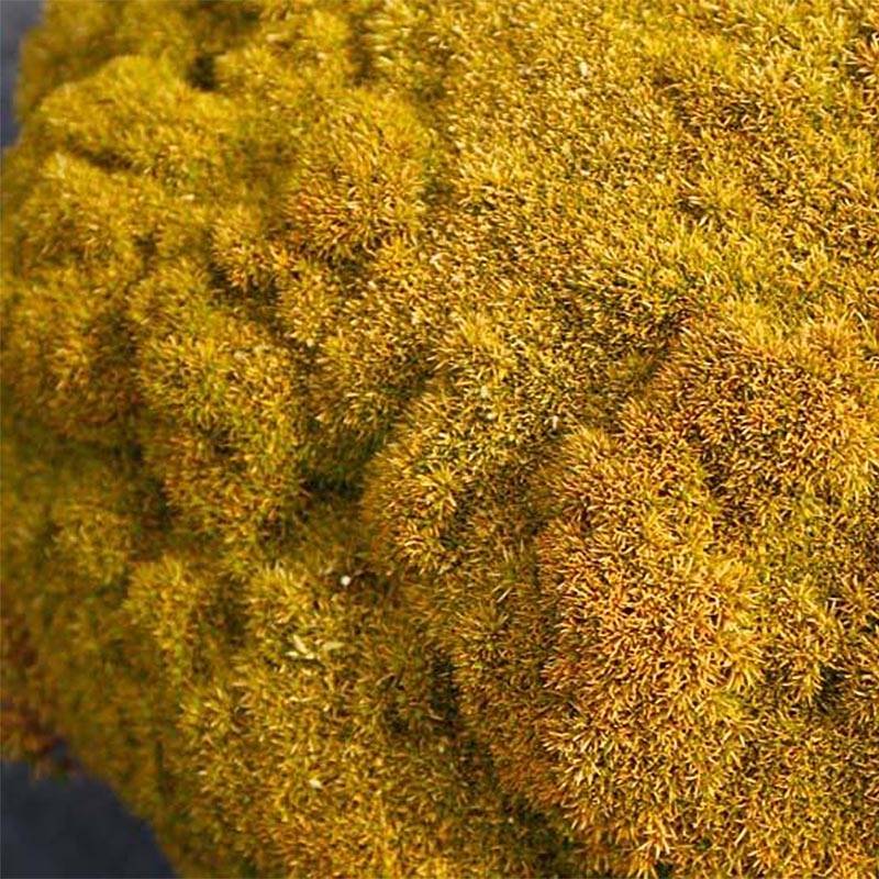 Scleranthus uniflorus Bronze - Scléranthe Godet de 8/9 cm