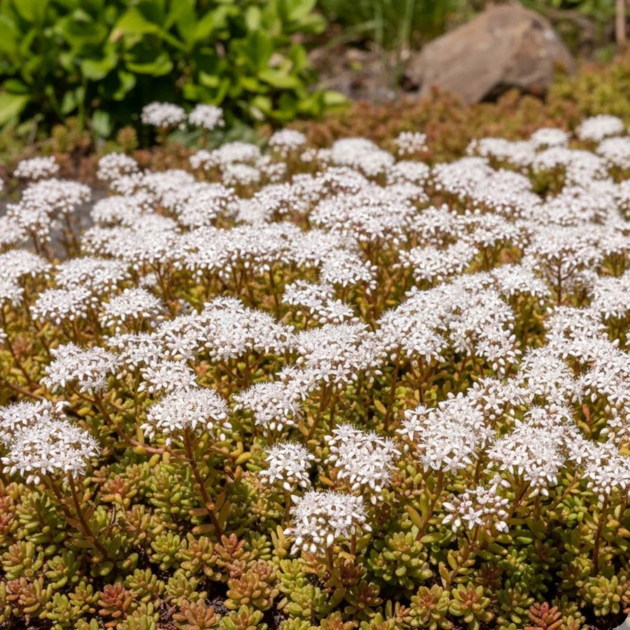 Orpin album Coral Carpet, Sedum à fleurs Jaune/ - feuillage Persistant - - Imagen 1