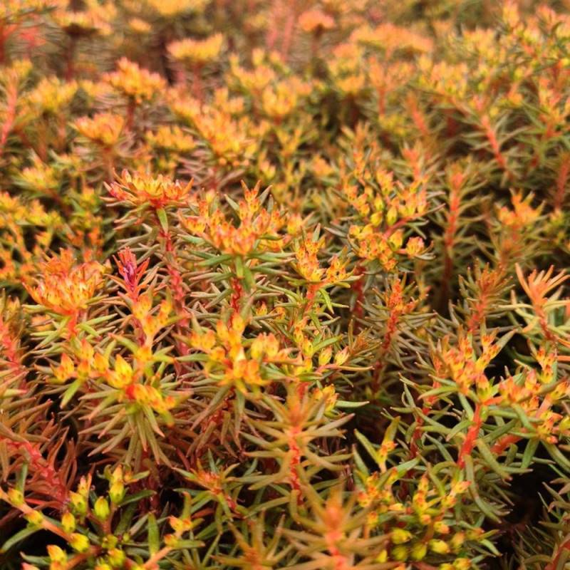 Orpin album Coral Carpet, Sedum à fleurs Jaune/ - feuillage Persistant - - Imagen 5