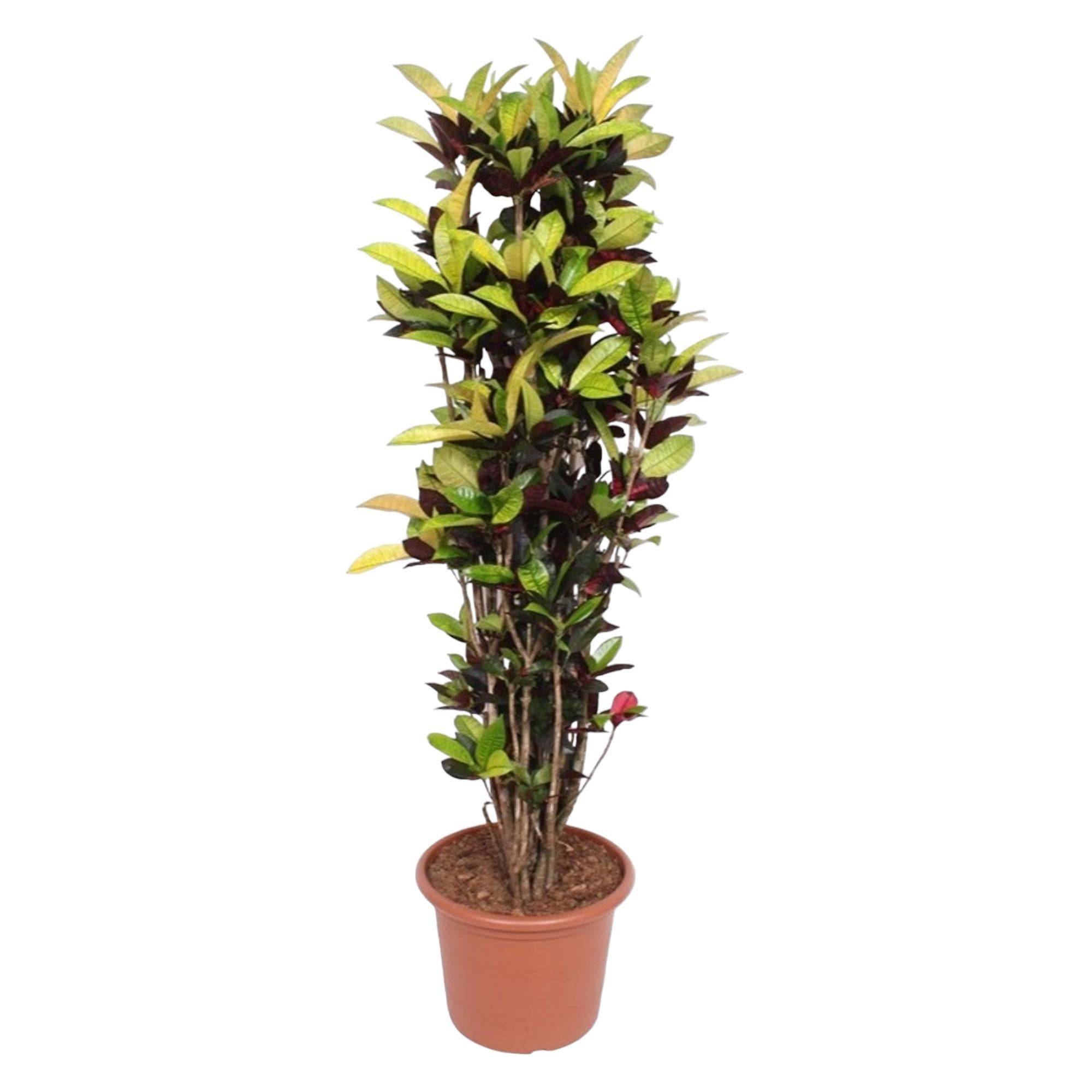 Codiaeum Iceton (Croton Iceton) - D45 H190cm